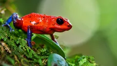 Vackra som regnbågen, dödliga som gift: Djungelns små mördare