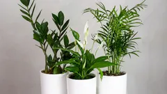 Lättskötta krukväxter för nybörjare: drakträd, svärmorstunga och fler favoriter