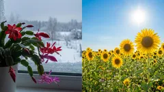 Fotoperiodism enkelt förklarat: Så läser växter ljus och oavbruten natt