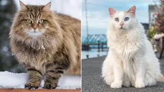 De största kattraserna: en kort översikt, fördelar och nackdelar