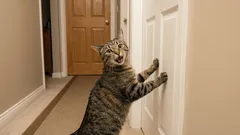 5 typer av kattläten: Vad försöker din katt säga dig?