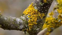 Lavar på fruktträd är inte en sjukdom: vad det säger om din trädgård