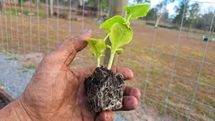 Rotzonen är avgörande: vad man kan göra för att hjälpa plantorna att rota sig bättre efter omplantering