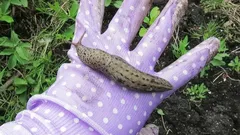 Varför sniglar dyker upp över natten – och vad man kan göra åt det utan kemikalier